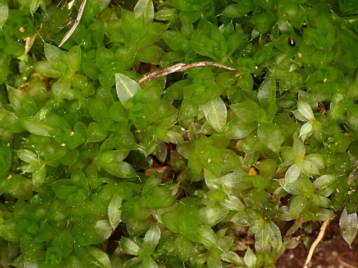 Мниум точечный мох