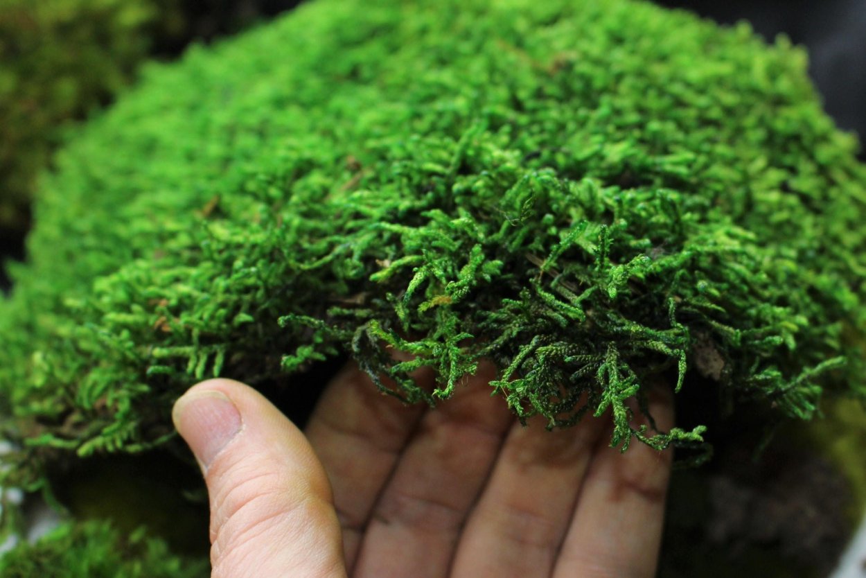 Леонардо мох