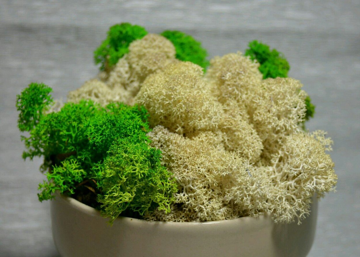 Стратифицированный мох