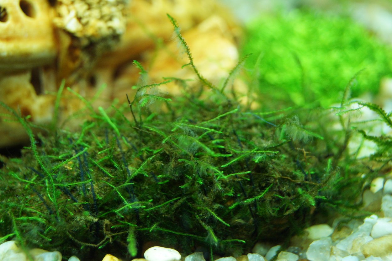 Мох суматранский