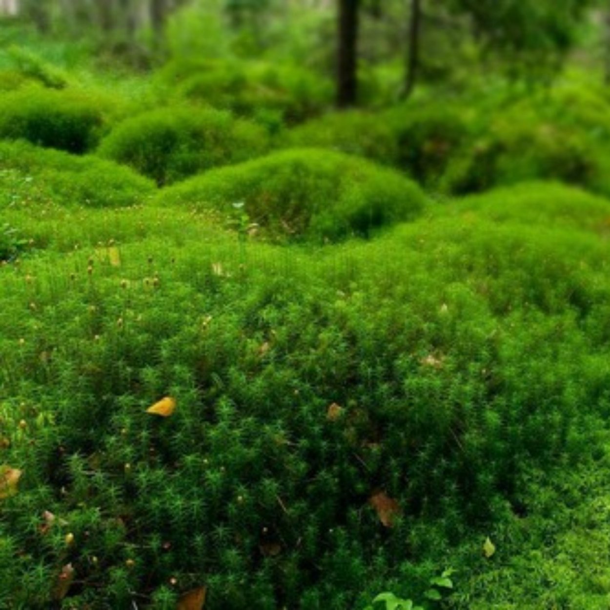 Цвет воени фото красивый мох