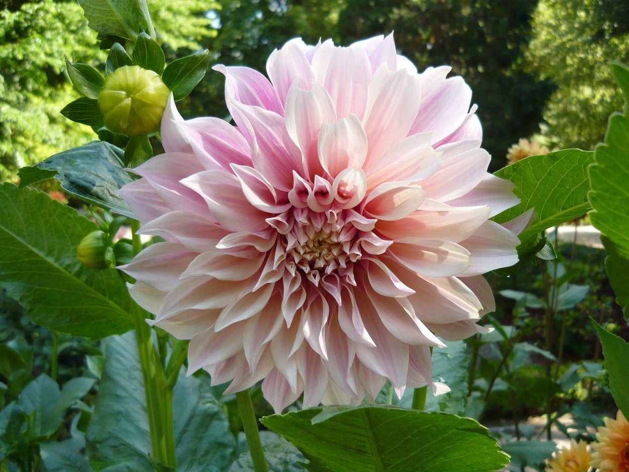 Георгин Dahlia Cafe au lait