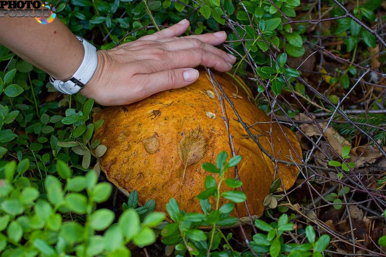 Гигантский подосиновик