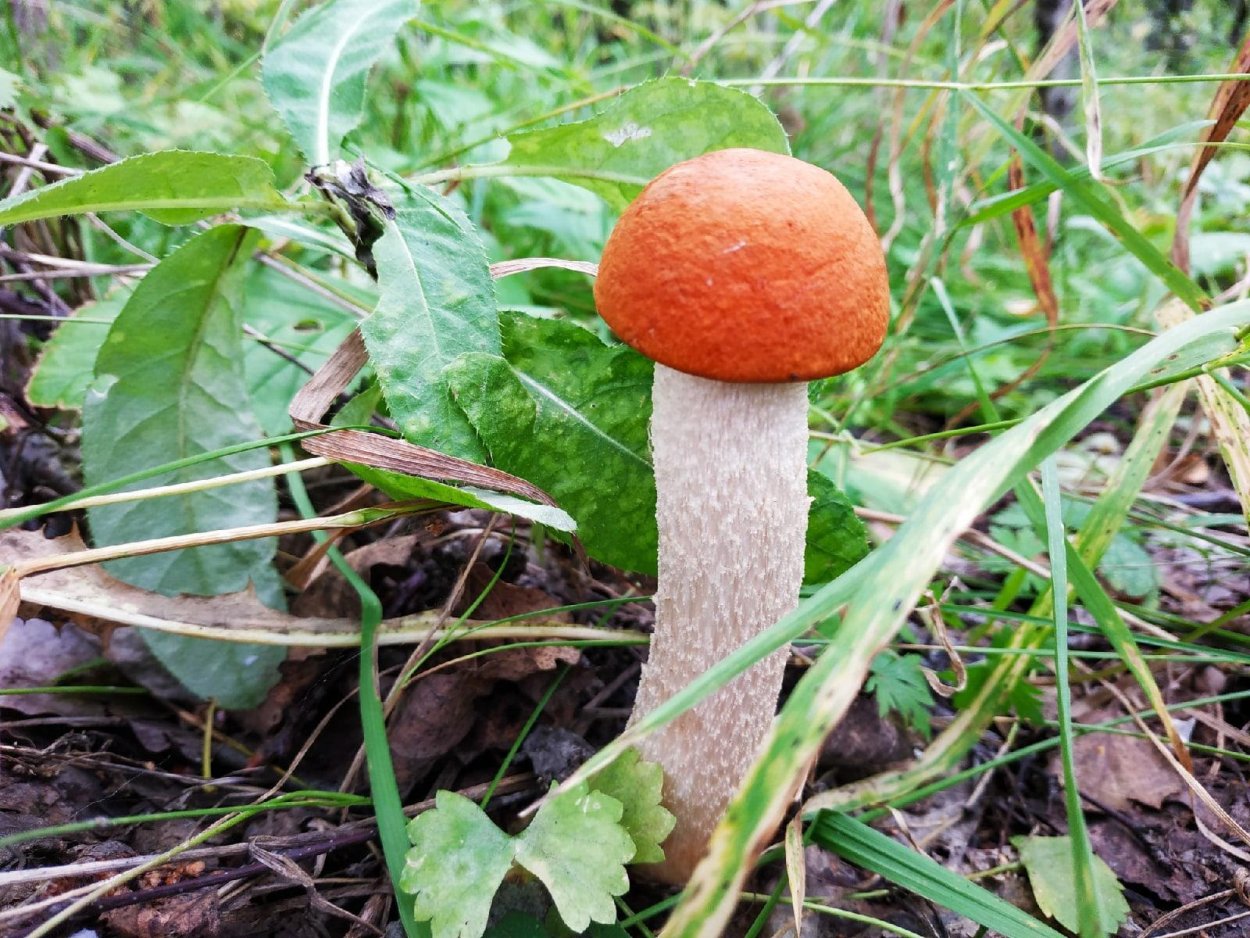 Подосиновик синеет