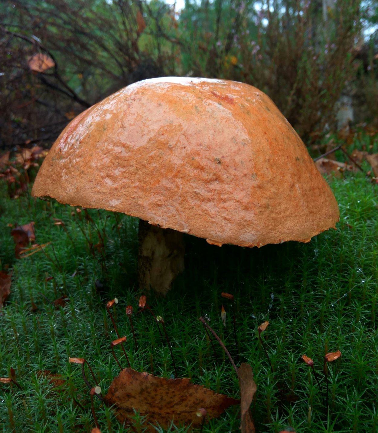 Самый большой гриб