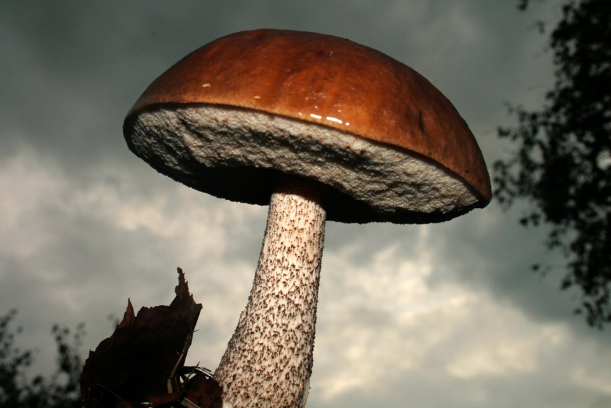 Ложный подберезовик на белом фоне