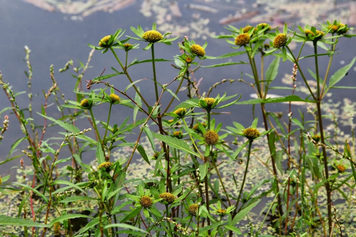 Череда трехраздельная трава