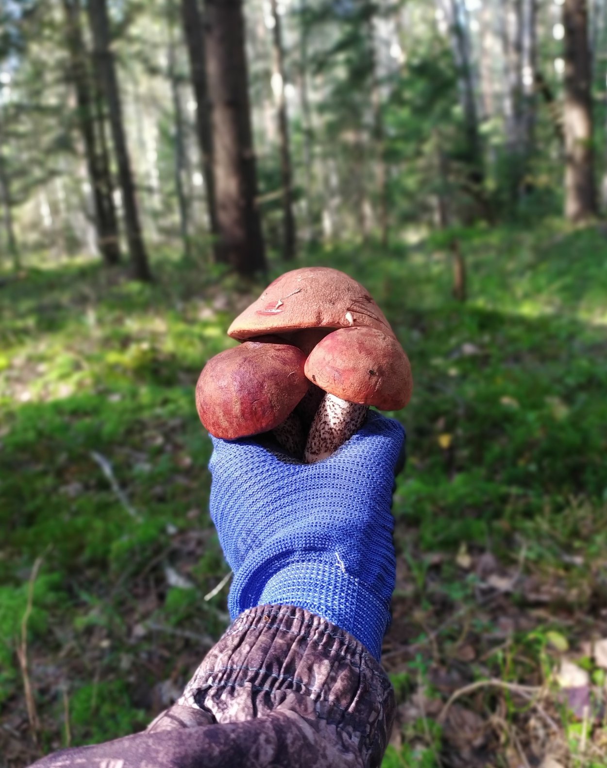 Огромный подосиновик