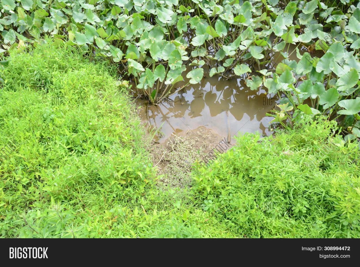 Трава лягушатник