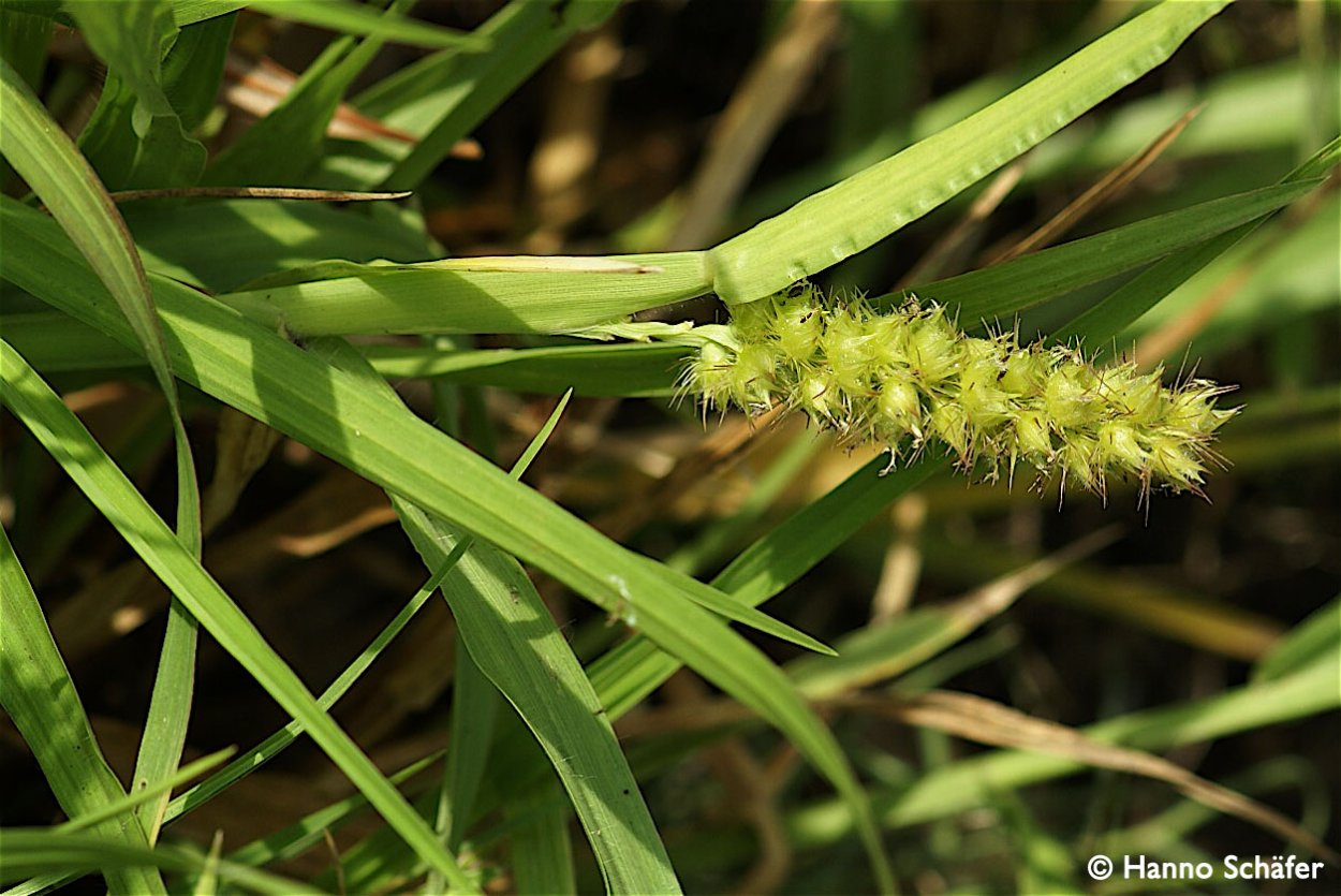 Ценхрус малоцветковый