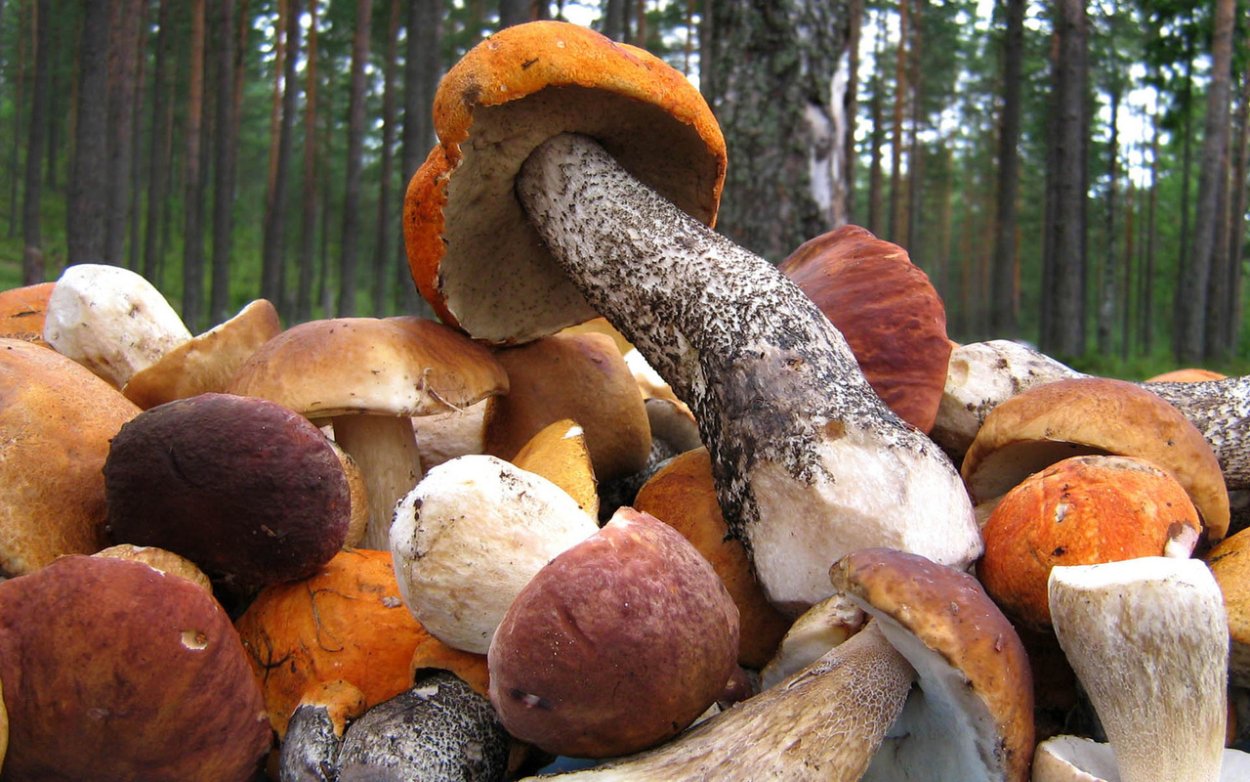 Много грибов в лесу