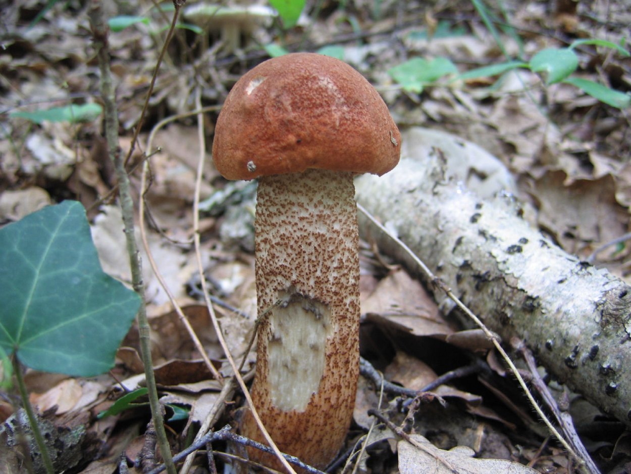 Leccinum quercinum на дубе черешчатом