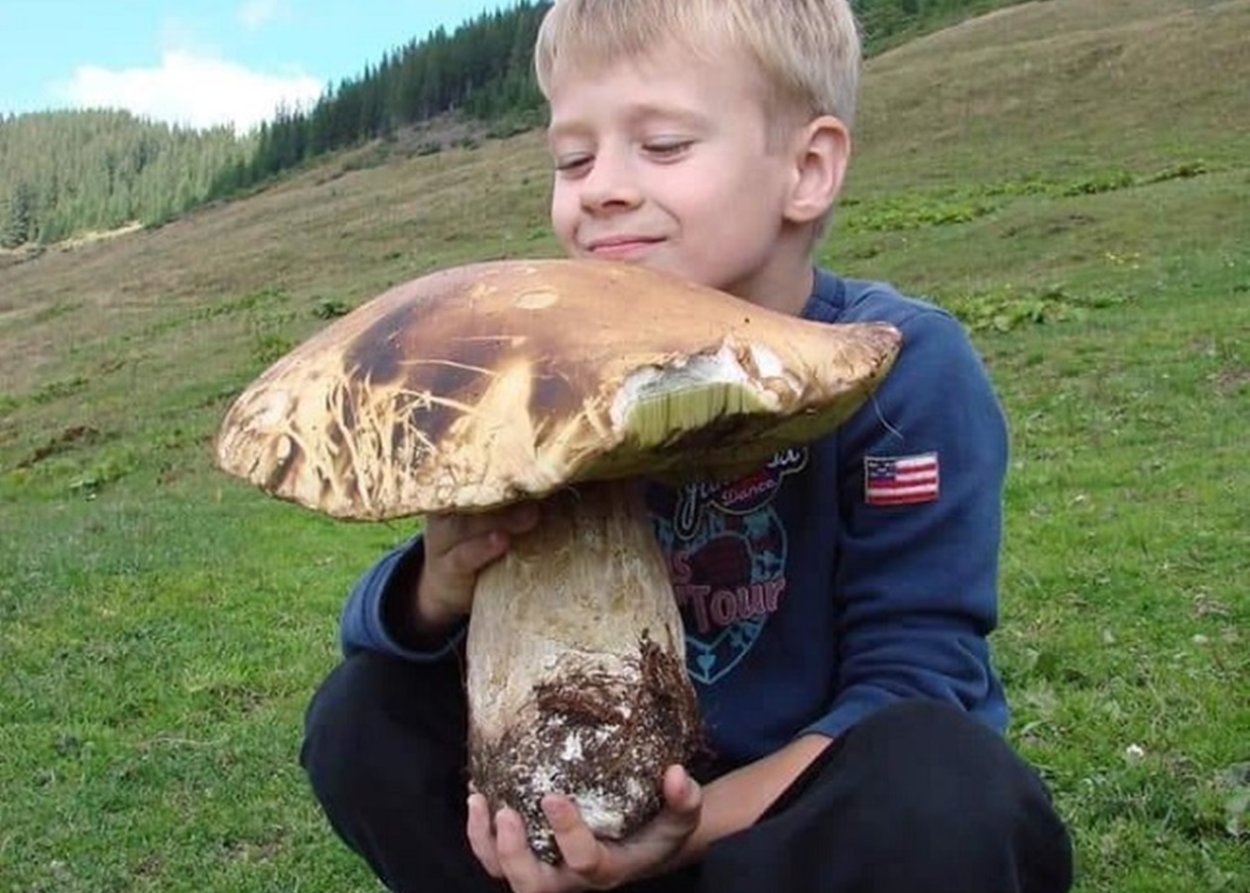 Гигантский белый гриб