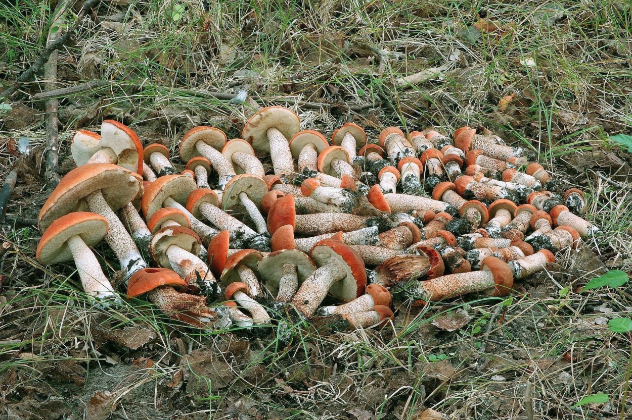 Много подосиновиков