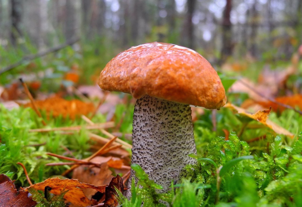 Осенние грибы подосиновики