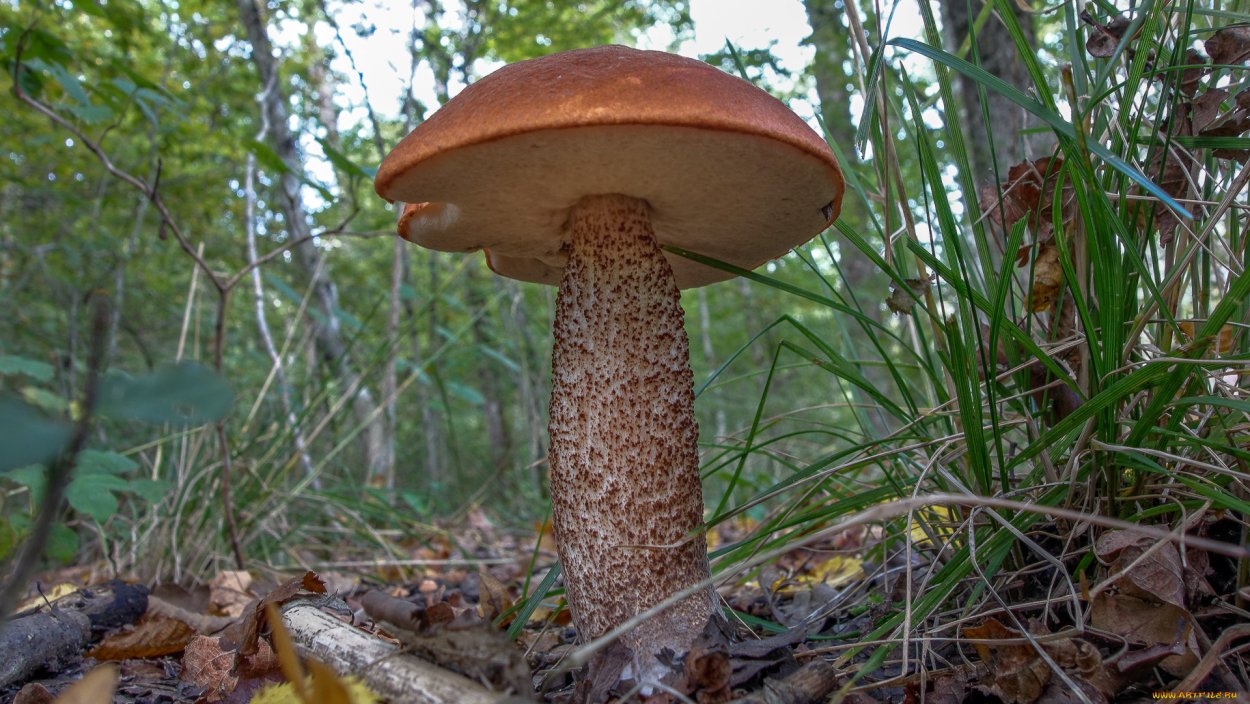 Съедобные грибы Воронежской области