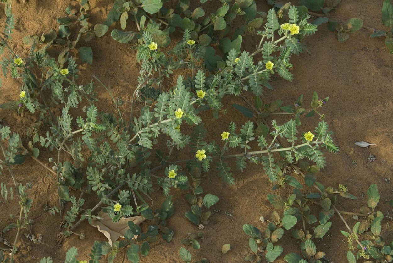 Якорцы сорняк