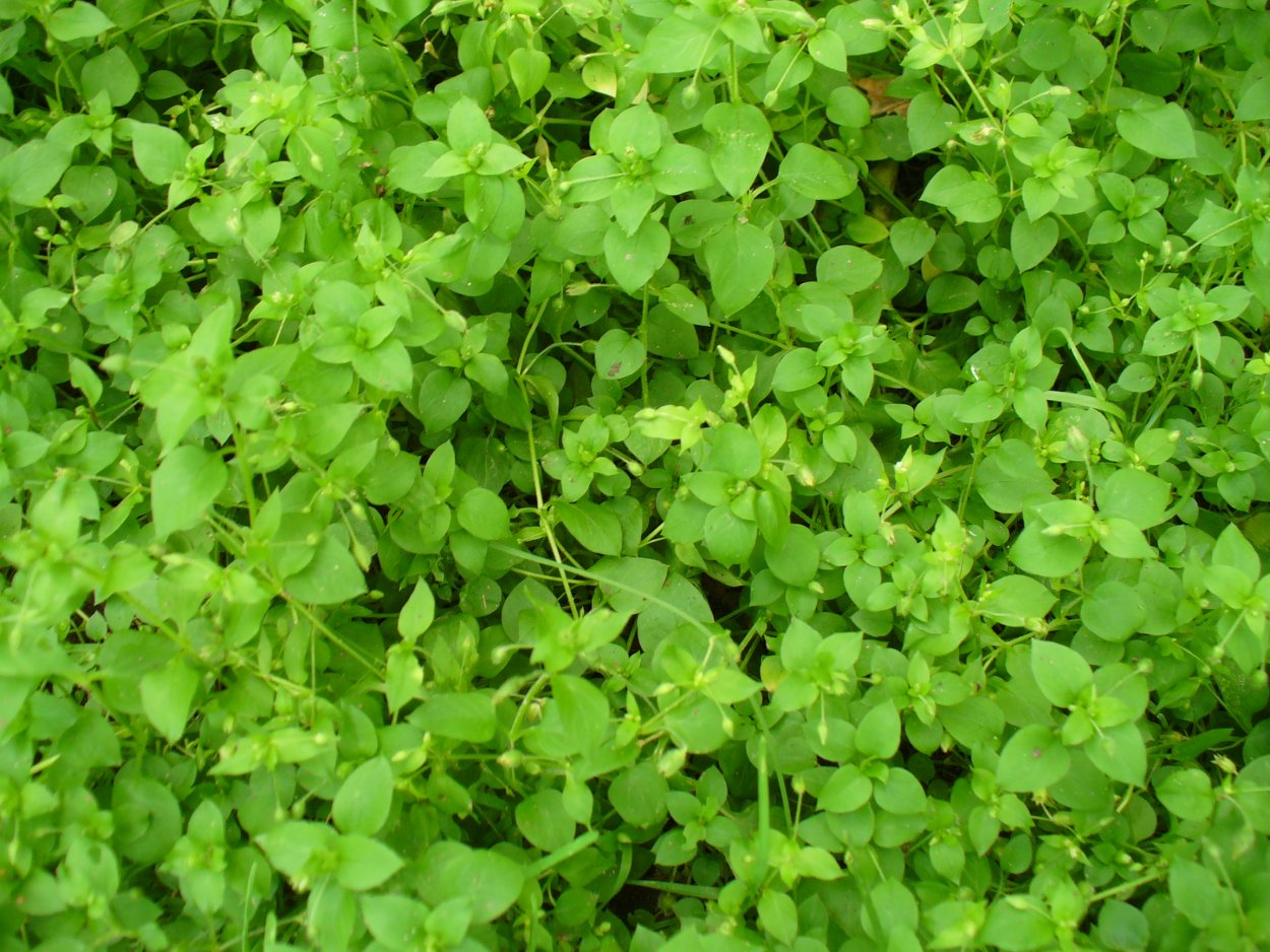 Мокрица трава сорняк