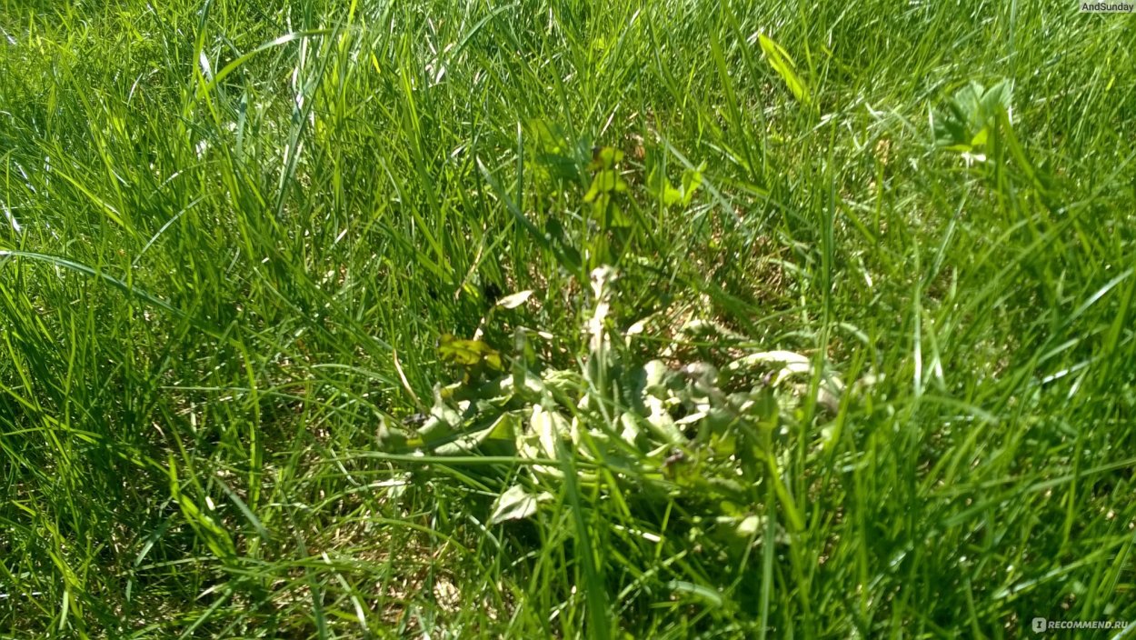 Сорняк Чертово ребро