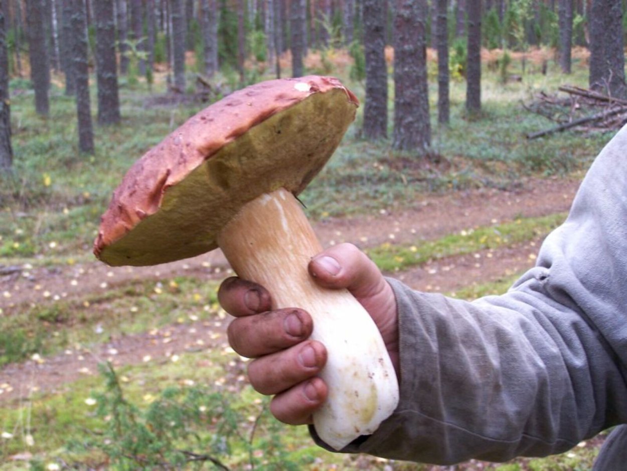 Гигантский гриб Боровик