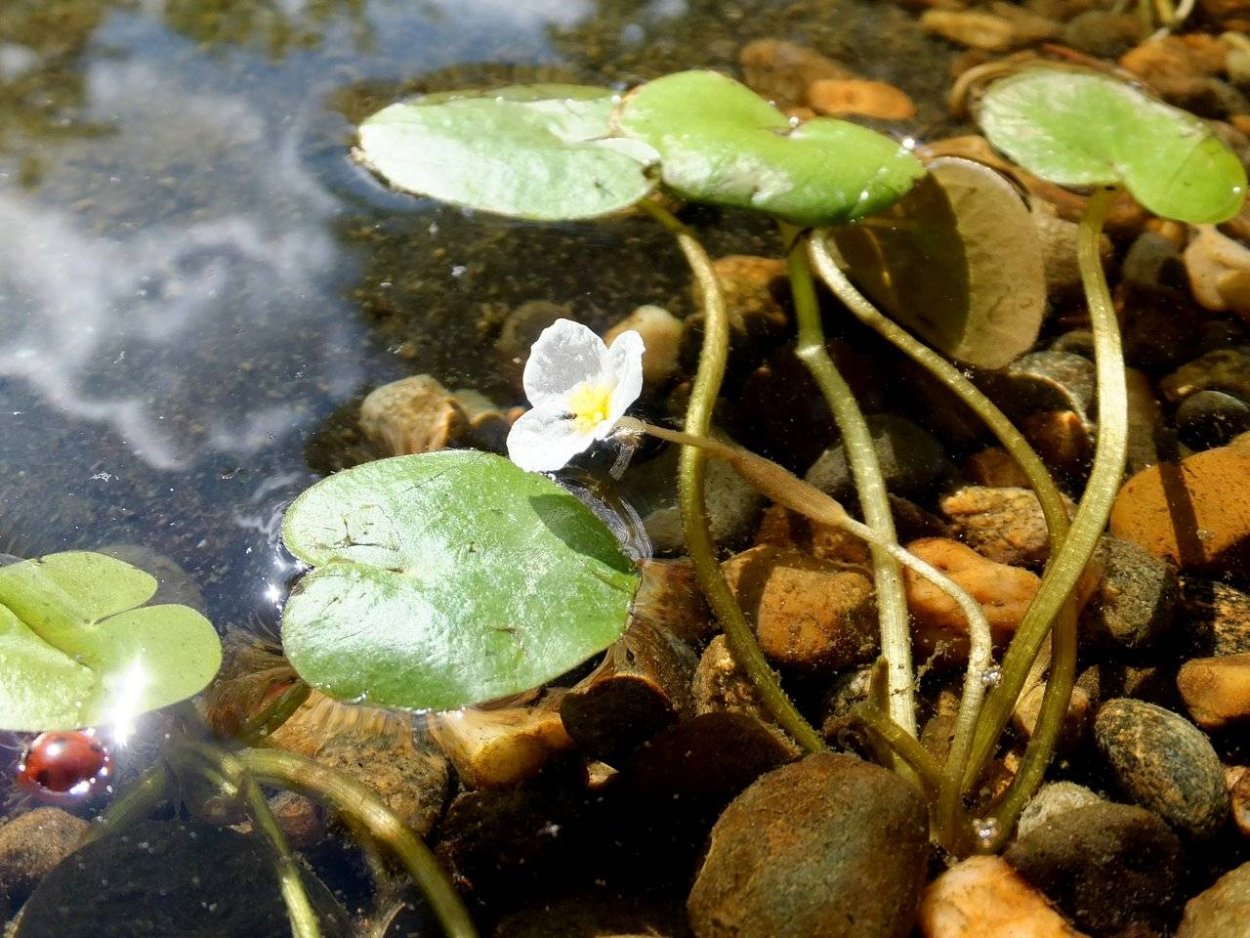 Растение водокрас
