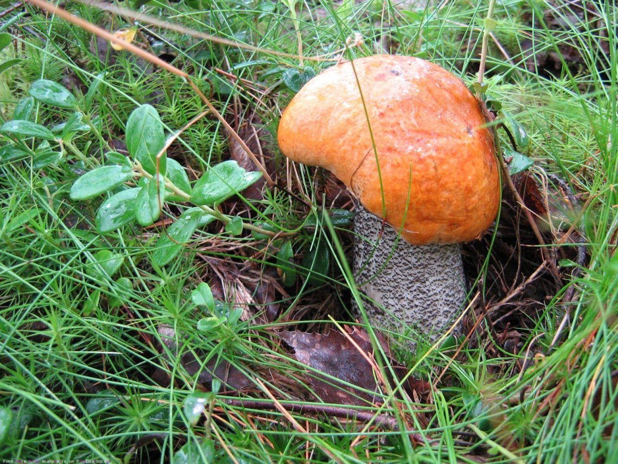 Самый большой гриб подосиновик