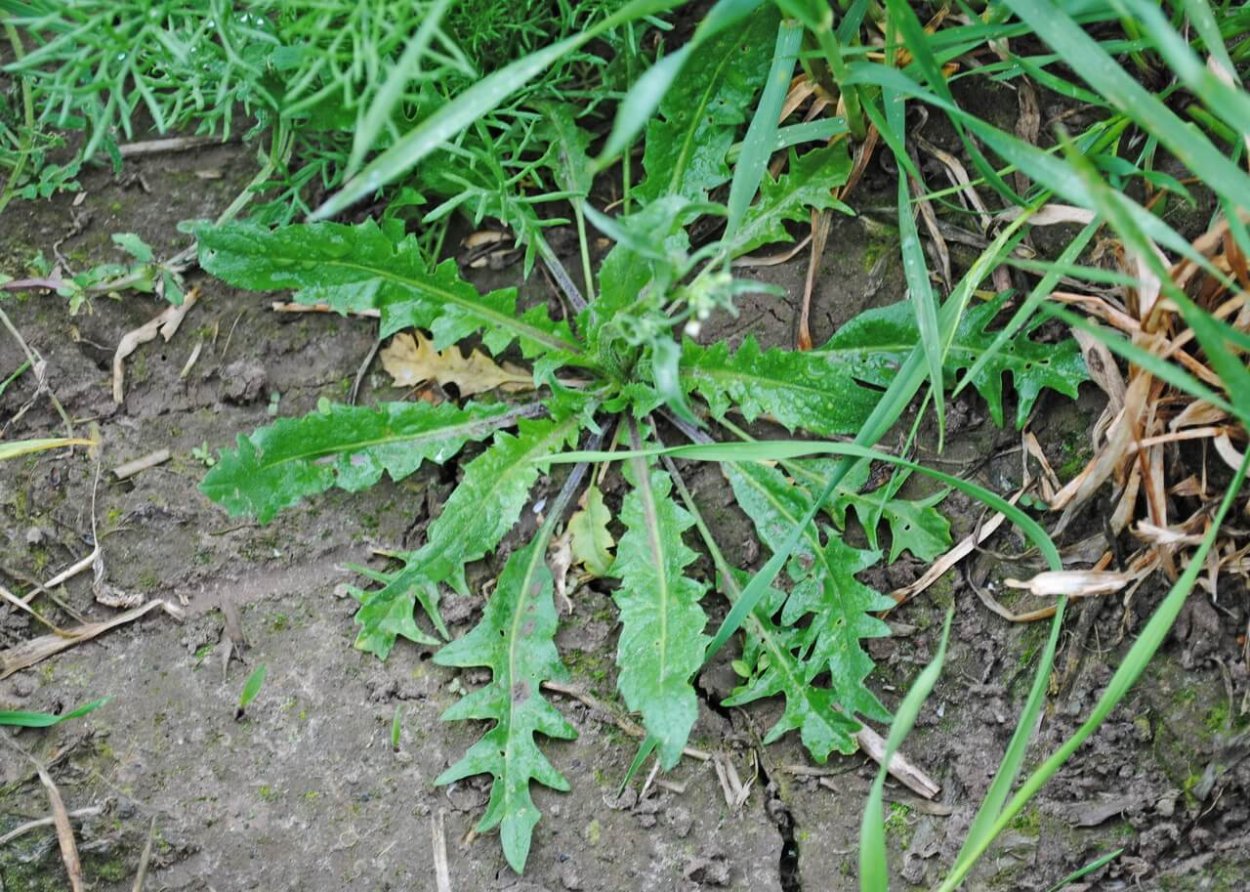 Пастушья сумка сорняк