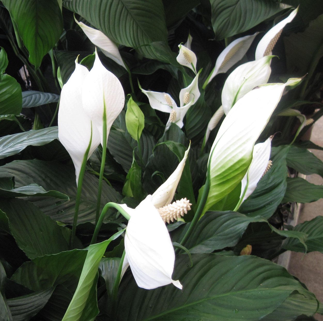 Спатифиллум Пикассо