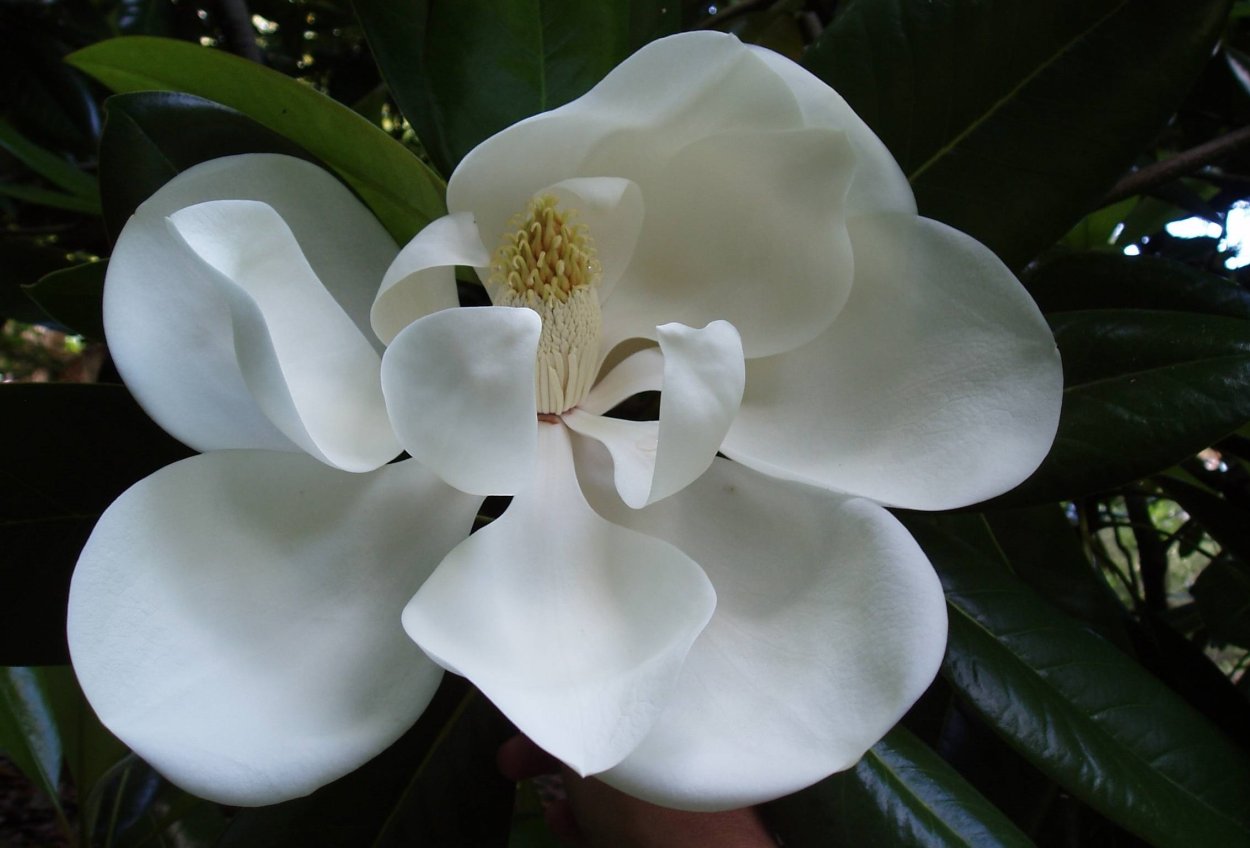 Цветет ли фикус