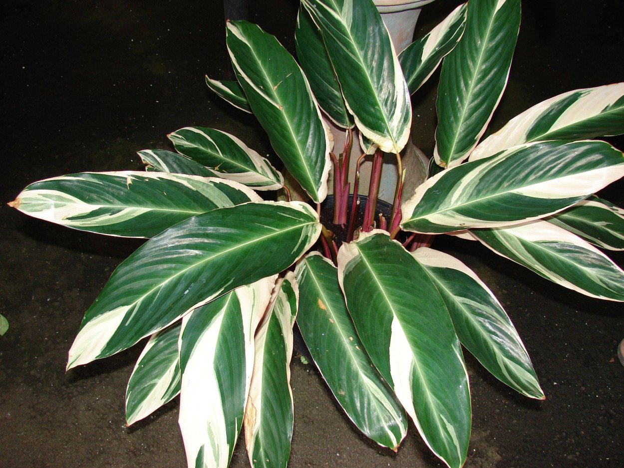 Ктенанта Оппенгейма