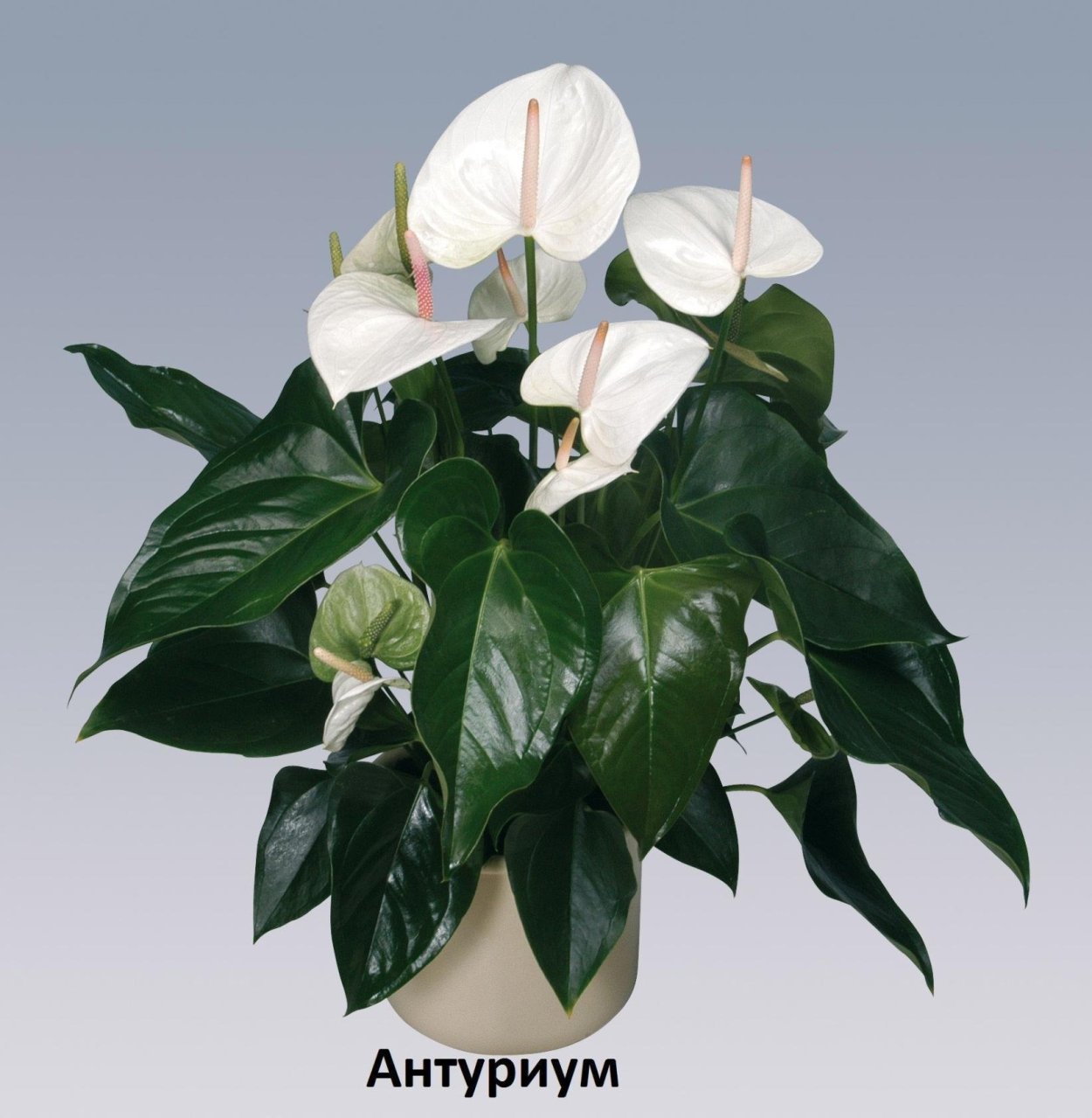 Антуриуму ВАИИТ Виннер