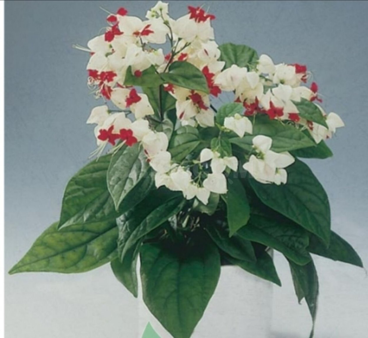 Клеродендрум цветок