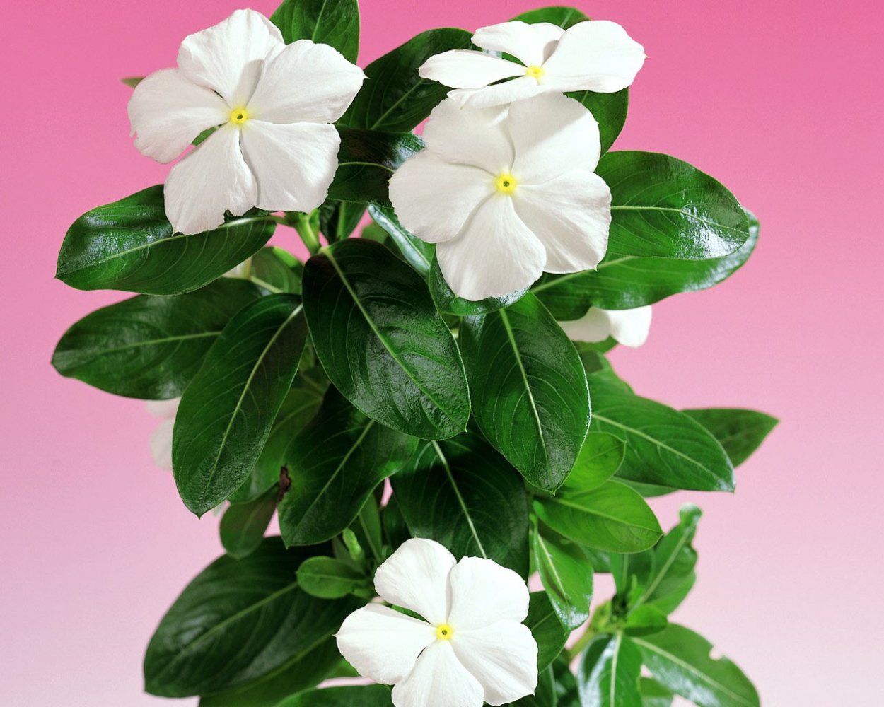 Катарантус Вайт