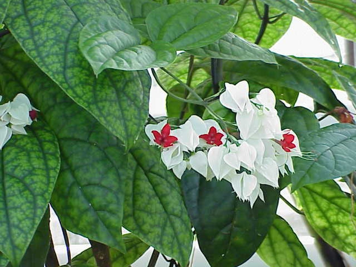 Clerodendrum thomsoniae Balf.f.