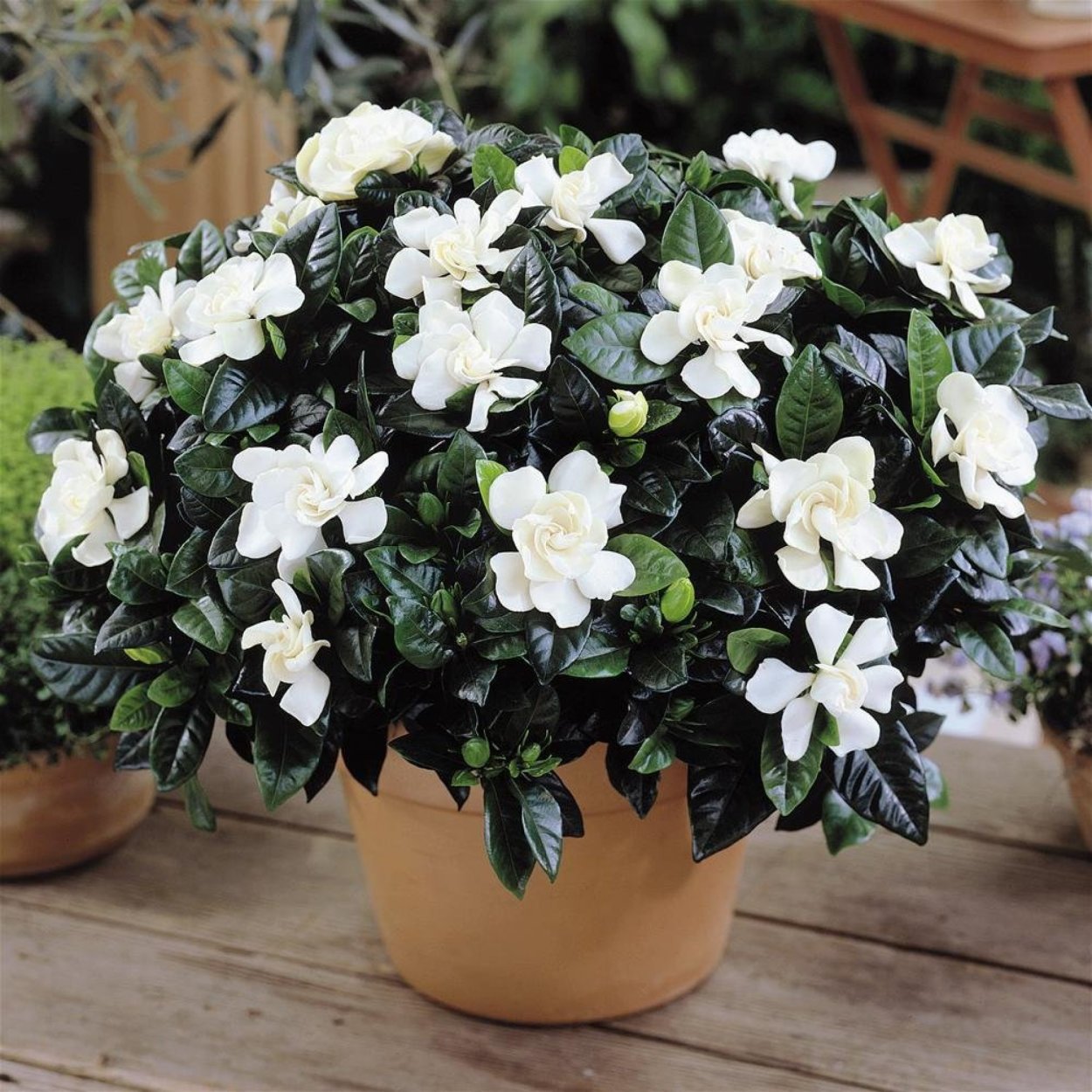 Гардена жасминовидная