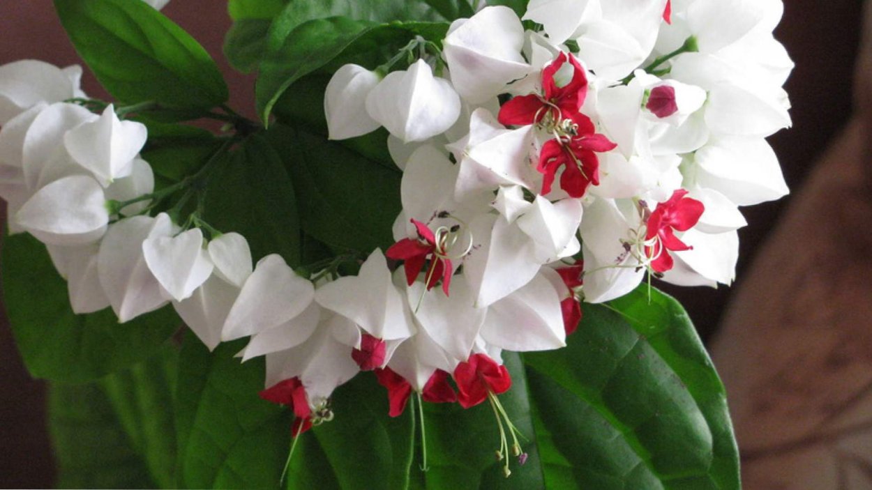 Экзотические комнатные цветы Томпсона