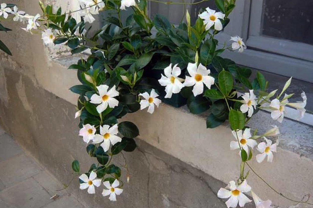 Дипладения боливийская белая