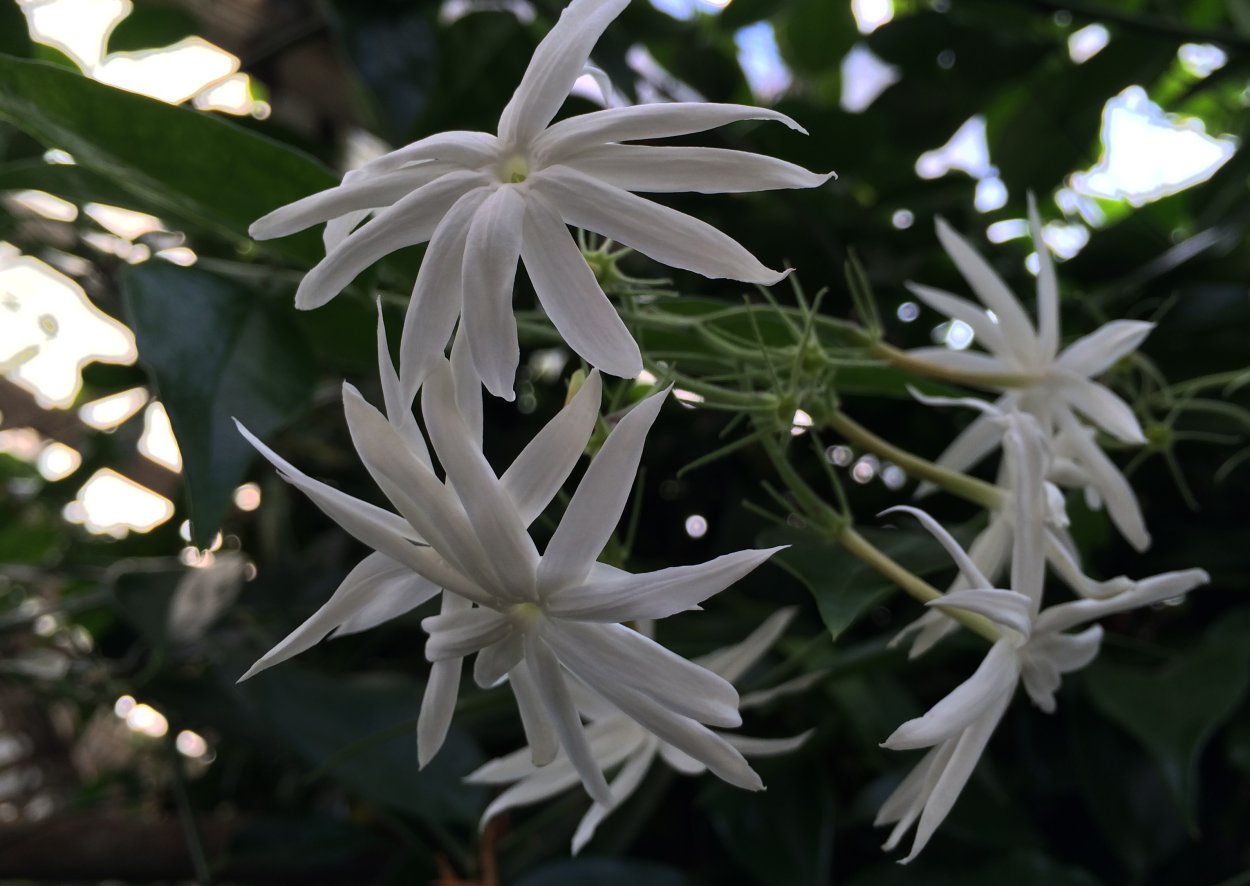 Жасмин аденофиллум комнатный