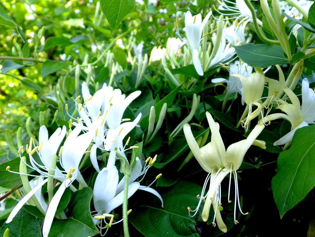 Жимолость каприфоль Джеральда