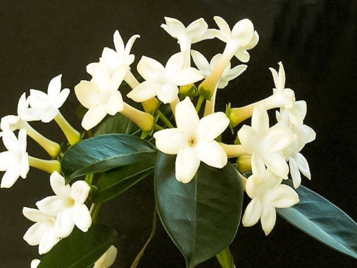 Стефанотис Лиана