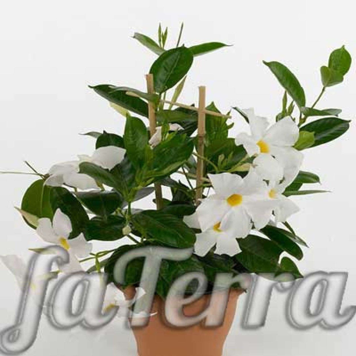 Дипладения белая