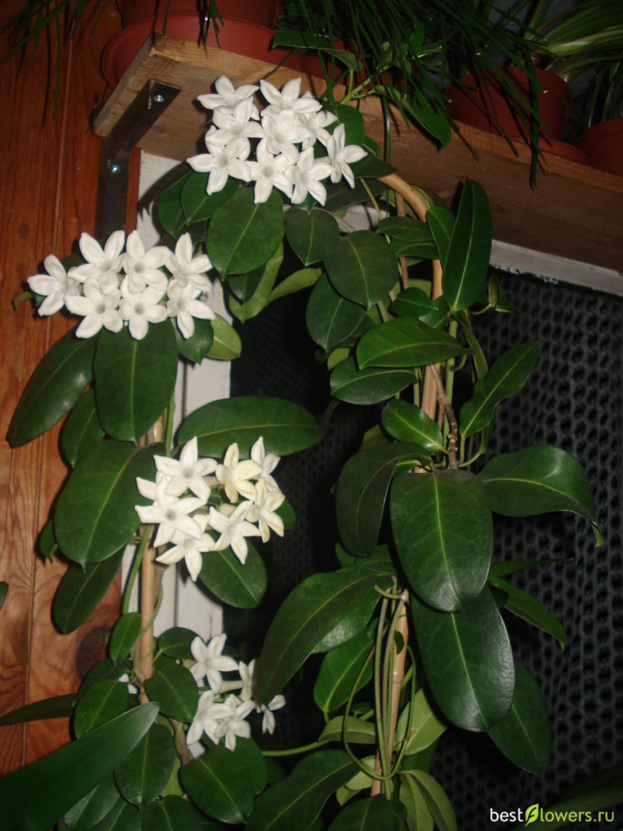 Цветок мадагаскарский Жасмин