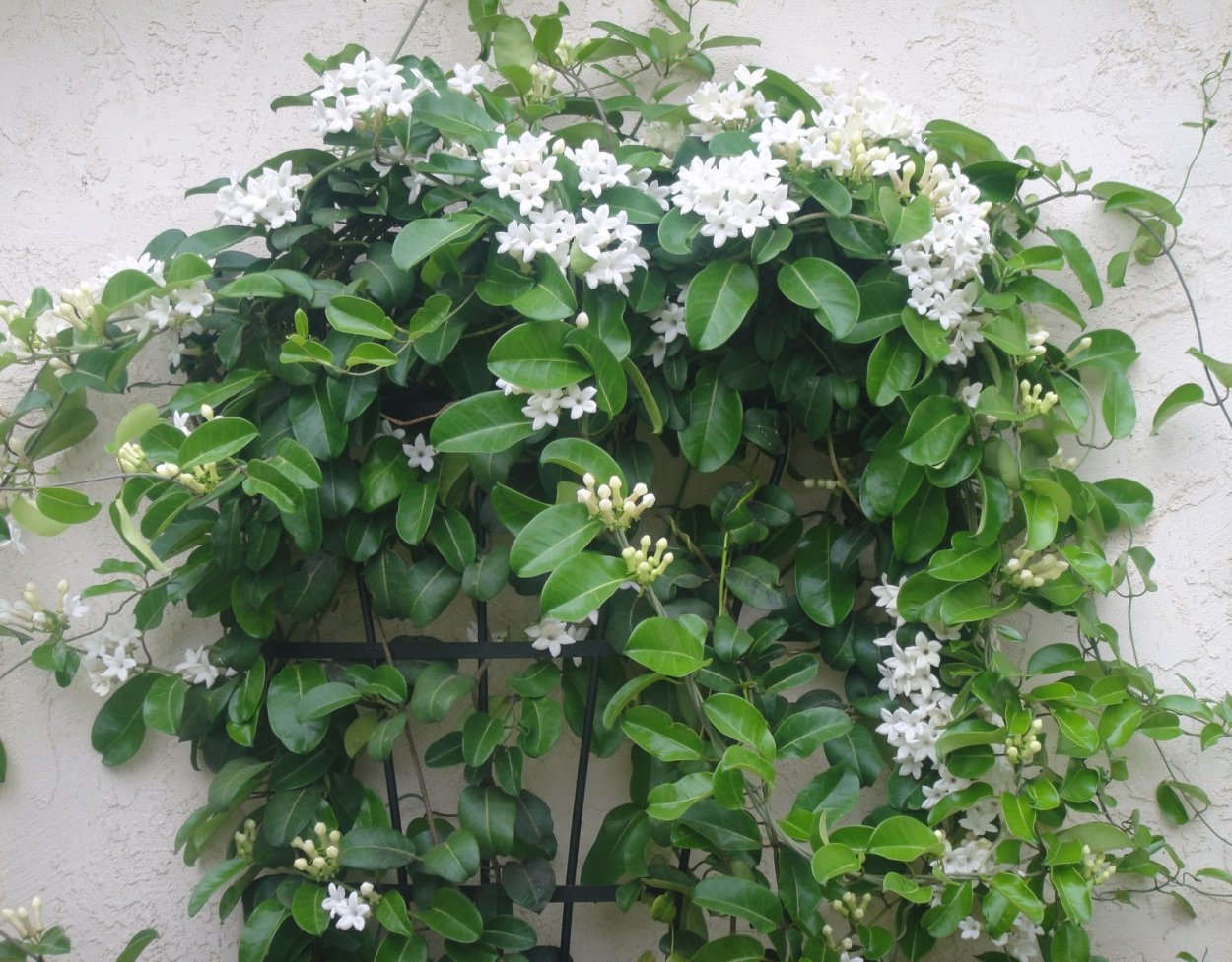 Комнатный Жасмин Стефанотис