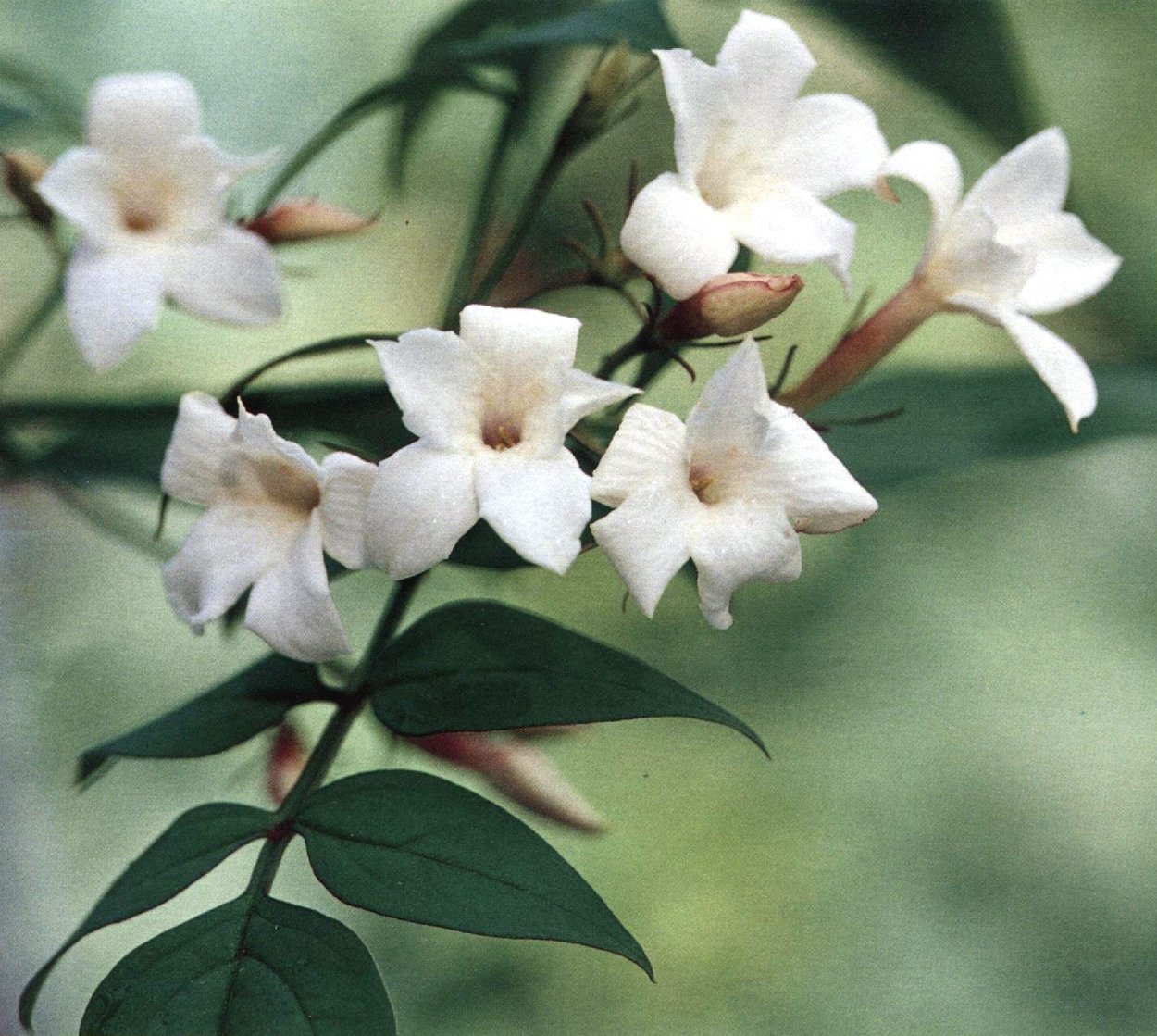 Жасмин лекарственный