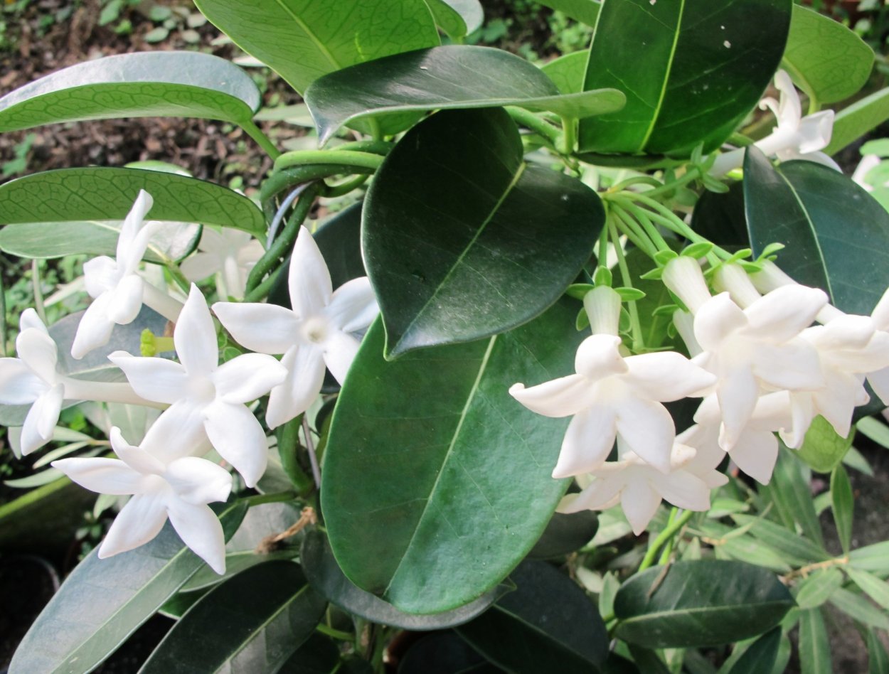 Стефанотис флорибунда обильноцветущий