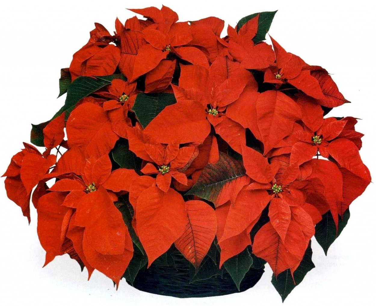 Растение Горшечное пуансеттия