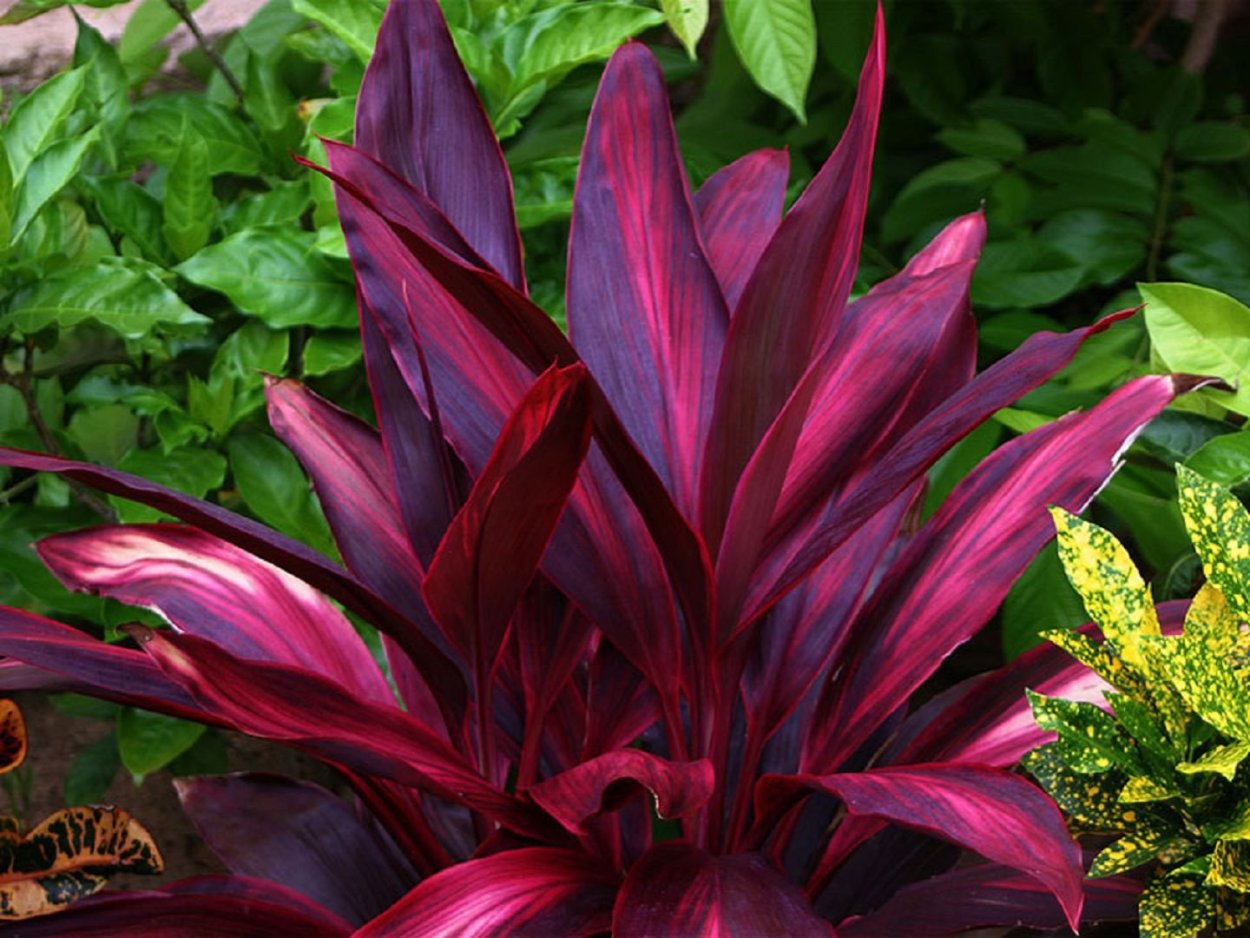 Кордилина Конга