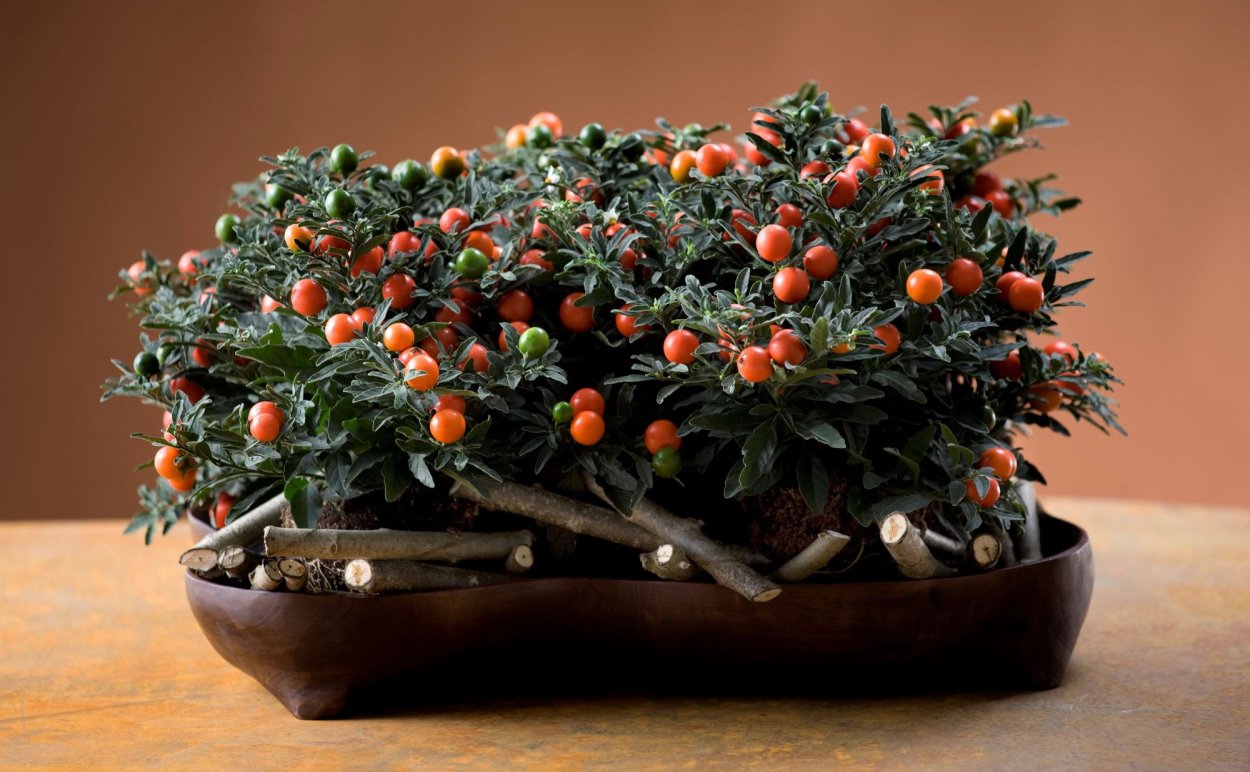 Паслен Соланум