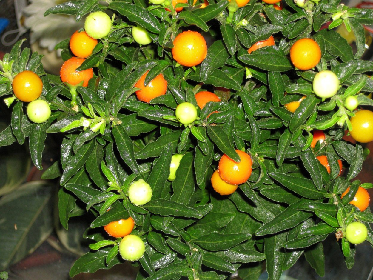 Паслён ложноперечный