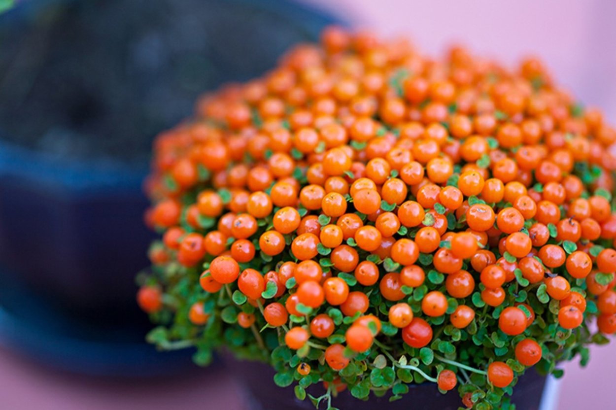 Коралловый мох нертера